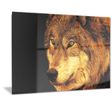 Eyes of a Predator- Animal Canvas Print PT2323