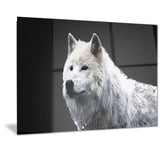 Wonder of the Wolf- Animal Canvas Print PT2329