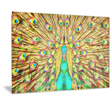 Flashy Feathers - Peacock Canvas Art PT2414