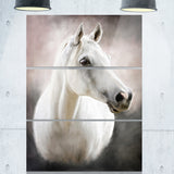lovely white horse animal canvas art print PT6376