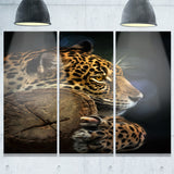 Relaxing Jaguar Animal Photography Canvas Print