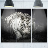 white tiger animal photography canvas art print PT6426