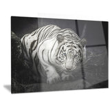 white tiger animal photography canvas art print PT6426