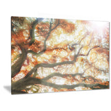 big tree photography canvas art print PT6446