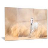 arabian horse in desert storm photography canvas art print PT6469