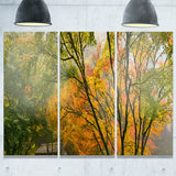 canopy of maple trees in fall floral photo canvas print PT6487