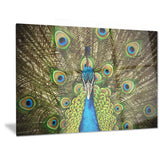 grand peacock animal photography canvas art print PT6535