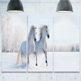 two galloping white ponies animal photo canvas print PT6771