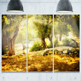 olive trees photography canvas art print PT6807
