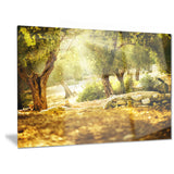 olive trees photography canvas art print PT6807