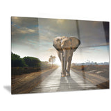 single walking elephant photography canvas print PT6999