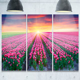 blooming tulips at sunrise photo canvas print PT7064