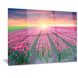 blooming tulips at sunrise photo canvas print PT7064