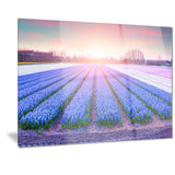 field of blooming hyacinth flowers canvas art print PT7073