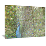 beautiful peacock with feathers animal canvas print PT7104