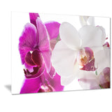 blooming orchid flowers digital art canvas art print PT7295