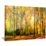 gorgeous autumn of sunny forest landscape photo canvas print PT7484