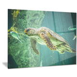 huge turtle swimming animal digital art canvas print PT7815