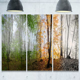 morning forest panorama landscape photo canvas print PT8174