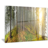 early morning sun in forest landscape photo canvas print PT8176
