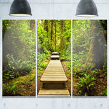 path in temperate rainforest landscape photo canvas print PT8314