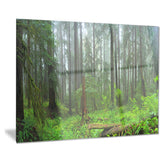 hoh rain forest landscape photography canvas print PT8332