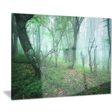 trail through green forest landscape photo canvas print PT8443