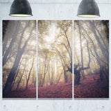 high rise trees in forest landscape photo canvas print PT8474