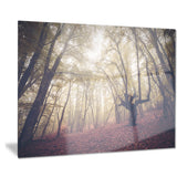 high rise trees in forest landscape photo canvas print PT8474