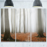 misty autumn beech forest landscape photo canvas print PT8479