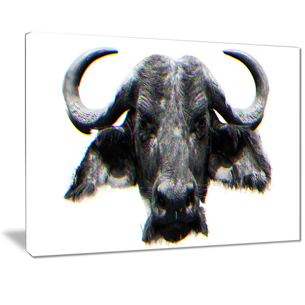 Stare of the Bull- Animal Canvas Print PT2309