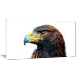 Golden Eagle- Animal Canvas Print PT2311