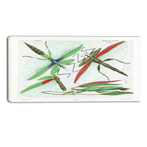 MasterPiece Painting - Arthur Bartholomew Red shouldered stick insect