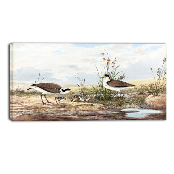 MasterPiece Painting - Neville HP Cayley Masked Lapwing