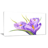 crocuses in white background floral canvas print PT6288