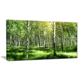 beautiful birch grove landscape canvas art print PT6380