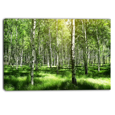 beautiful birch grove landscape canvas art print PT6380