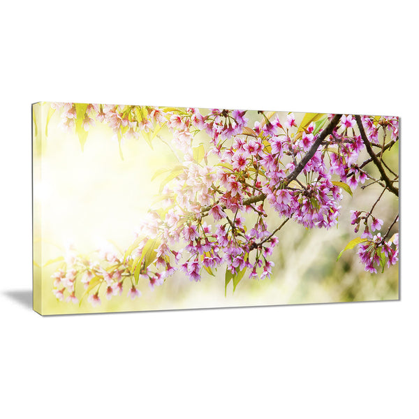 blooming cherry flowers floral photography canvas print PT6423