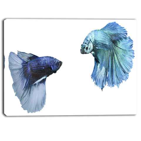 fighting fish digital art animal canvas art print PT6459