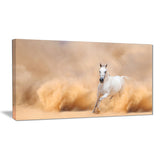 arabian horse in desert storm photography canvas art print PT6469