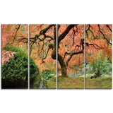 old japanese maple tree landscape photography canvas print PT6488
