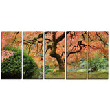 old japanese maple tree landscape photography canvas print PT6488
