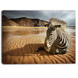 beach zebra animal photography canvas print PT6787