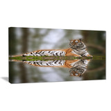tiger reflecting in water animal photography canvas print PT6838