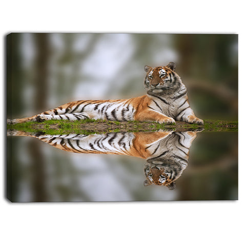 tiger reflecting in water animal photography canvas print PT6838