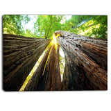 sequoia tree photography canvas art print PT6863