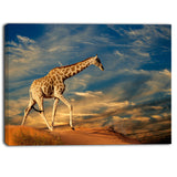 giraffe on sand dune animal photography canvas print PT6921