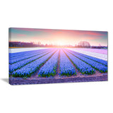 field of blooming hyacinth flowers canvas art print PT7073