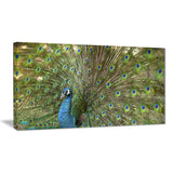 beautiful peacock with feathers animal canvas print PT7104