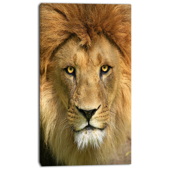 lion with calm face animal art canvas print PT7165